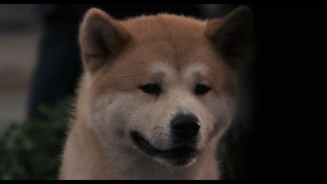 hachiko dog full movie